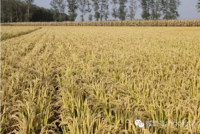 哈爾濱工大集團(tuán)沈陽(yáng)津瑞肥業(yè)有限公司